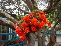 Tuberous Begonia / Begonia x tuberhybrida